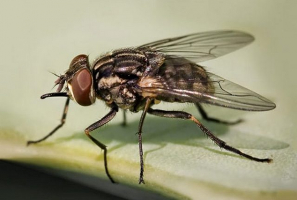 Как избавиться от мух в доме и квартире быстро в домашних условиях 