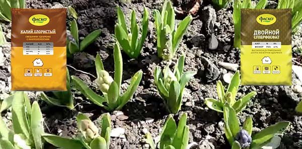 Посадка гиацинтов в открытый грунт осенью и весной, уход за цветами в саду 