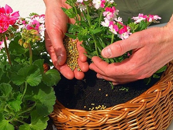 Чем поливать комнатные цветы для быстрого роста и обильного цветения 