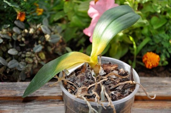 Орхидея размножение в домашних условиях черенками 