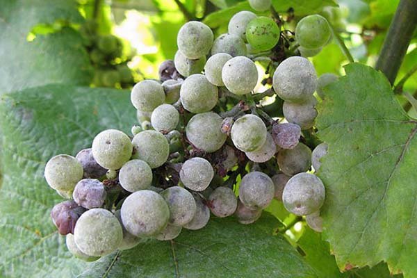 Меры борьбы с оидиумом на винограде - чем и как бороться с мучнистой росой на лозе 