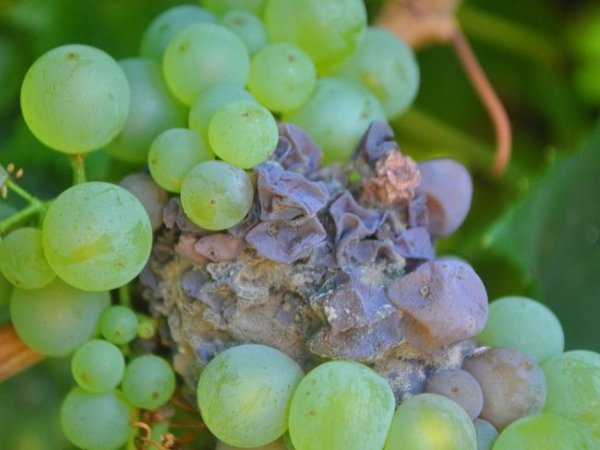 Болезни винограда и борьба с ними фото 