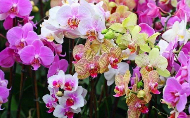 Орхидея Фаленопсис размножение в домашних условиях 