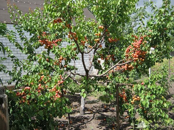 Как посадить косточку абрикоса на даче - правила уход и выращивания дерева 