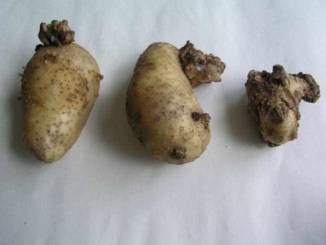 Болезни картофеля описание с фотографиями и способы лечения 