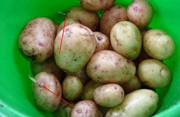 Когда выкапывать картофель и собирать урожай на хранение: сроки уборки 