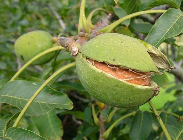 Как посадить грецкий орех саженцем осенью и весной схема, правила посадки и ухода за деревом 