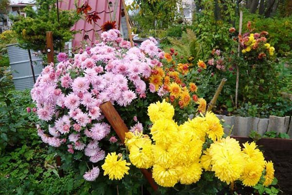 Посадка многолетней садовой хризантемы в открытый грунт осенью и весной: уход и выращивание в саду 