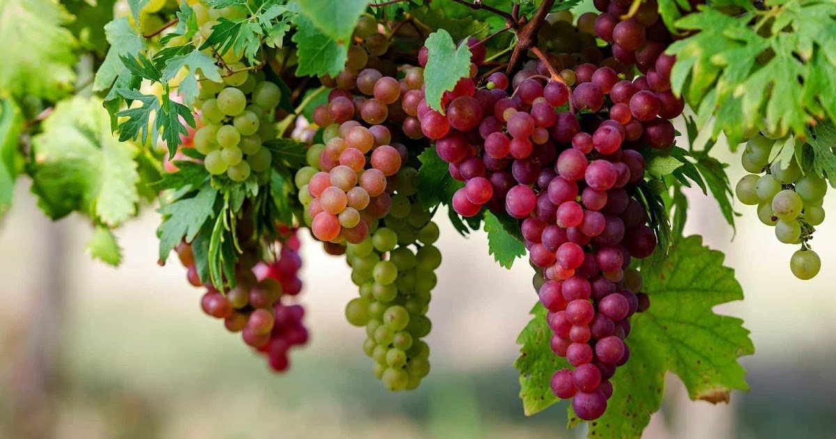Болезни винограда фото и чем лечить 