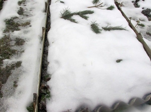 Когда и как правильно сеять свеклу под зиму сроки и сорта для осенней посадки 