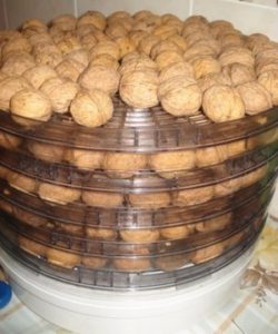 Когда собирать, как сушить и хранить грецкие орехи в домашних условиях: очищенные и в скорлупе 