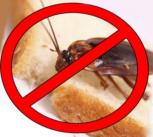 Тараканы в доме. Как избавиться от тараканов народными средствами 