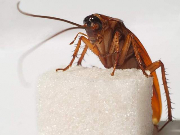 Тараканы в доме. Как избавиться от тараканов народными средствами 