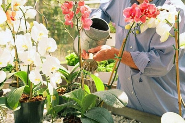 Как правильно поливать орхидею в домашних условиях 