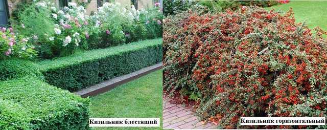 Декоративные кустарники для сада и огорода с названиями и фотографиями 