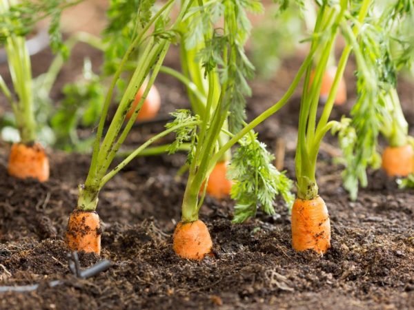 Когда и как правильно сеять морковь осенью под зиму оптимальные сроки и правила посадки 