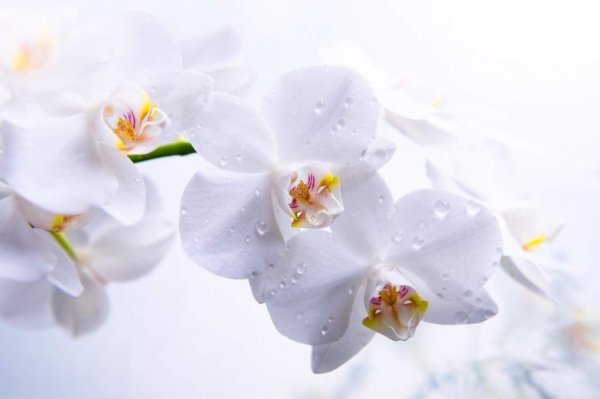 Как правильно поливать орхидею в домашних условиях 