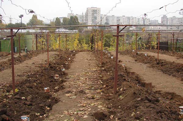 Когда и как укрывать виноград на зиму чем утеплить - способы и материалы 