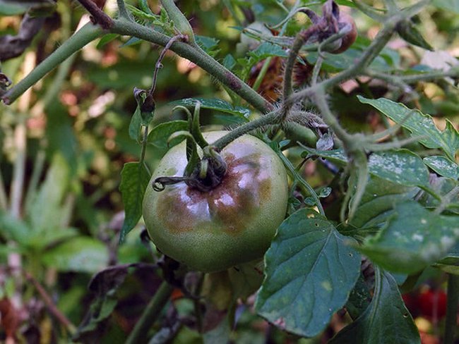 Болезни помидоров в теплице фото и видео 