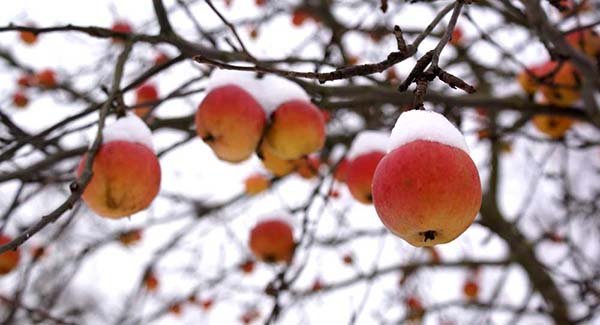 Осенняя подкормка яблони чем и как лучше удобрить на зиму 