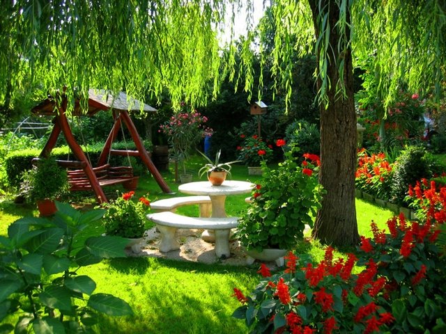 Декоративные кустарники для сада и огорода с названиями и фотографиями 