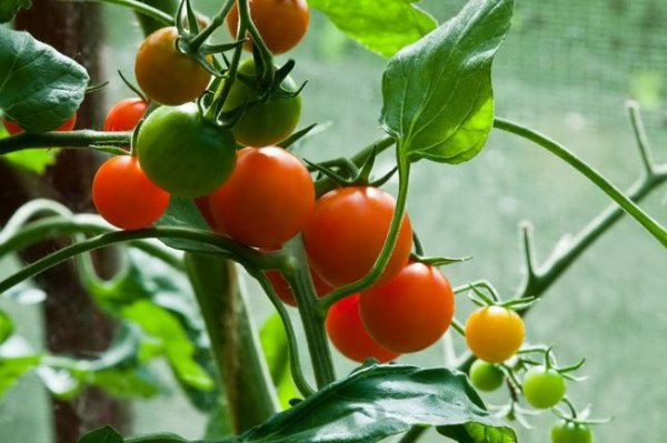 Почему на помидорах пустоцветы что делать 