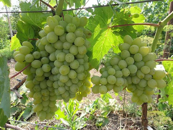 Обрезка винограда осенью для новичков в картинках и схемах старого куста и молодой 1, 2, 3-летней лозы 