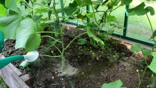 Чем подкармливать огурцы в теплице чтобы был хороший урожай 