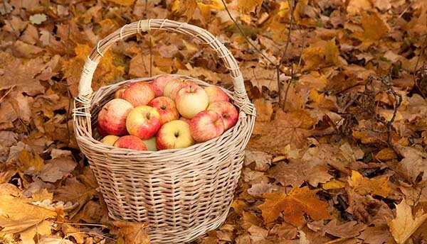 Обрезка яблони осенью когда сроки и как правильно подрезать схема 