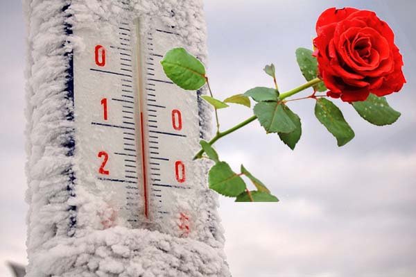 Как и чем укрыть розы на зиму сроки, правила и лучшие материалы для укрытия 