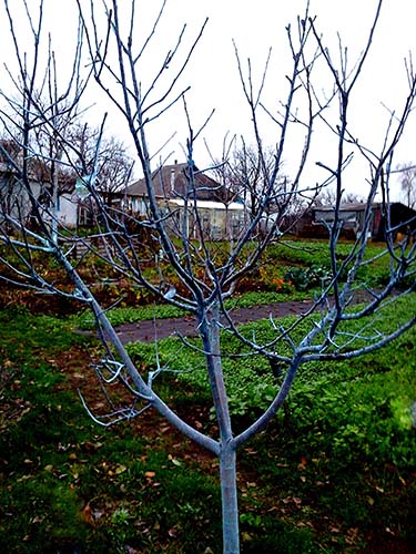Осенняя обработка яблонь от болезней и вредителей чем и когда опрыскивать плодовые деревья в саду 