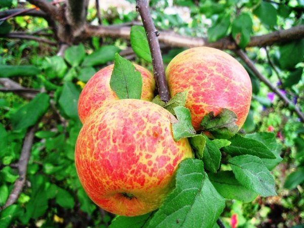 Обрезка яблони осенью для начинающих в картинках пошагово. 