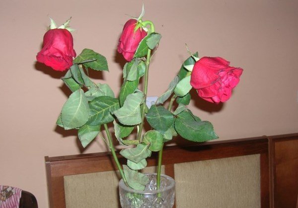 Как сохранить розы в вазе дольше всего в какую воду ставить, что в нее добавить 