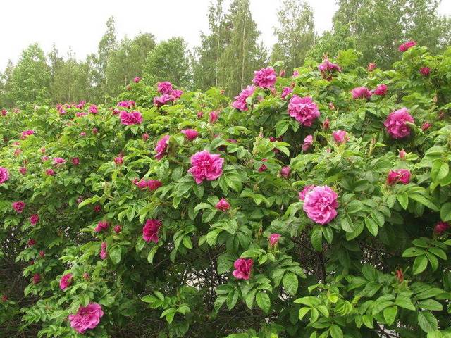 Розы виды и сорта для российских садов с названиями и описанием 
