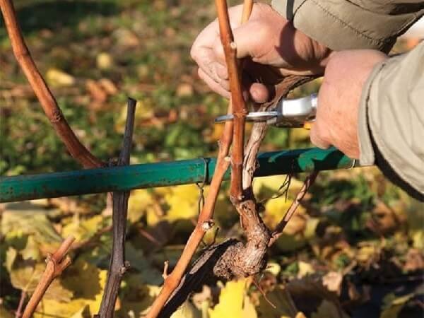Обрезка винограда осенью для новичков в картинках и схемах старого куста и молодой 1, 2, 3-летней лозы