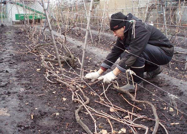 Осенняя обработка винограда перед укрытием на зиму чем и как опрыскивать 