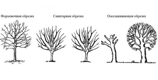 Обрезка деревьев осенью для начинающих в картинках пошагово 