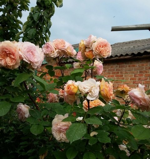Розы виды и сорта для российских садов с названиями и описанием 