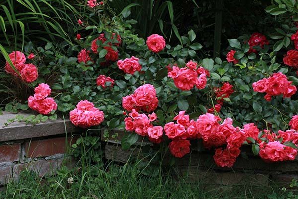 Черенкование роз осенью как размножать и укоренять черенки в домашних условиях 