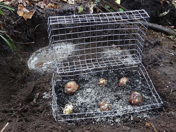 Как защитить от мышей тюльпаны и лилии - спасаем луковицы от грызунов зимой 