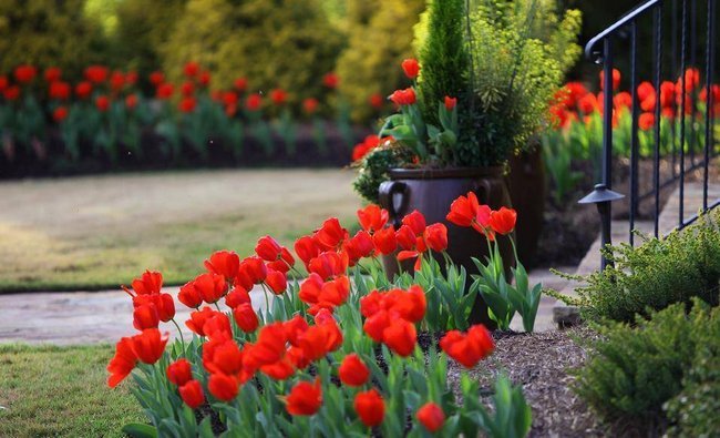 Как правильно посадить тюльпаны осенью в открытый грунт 