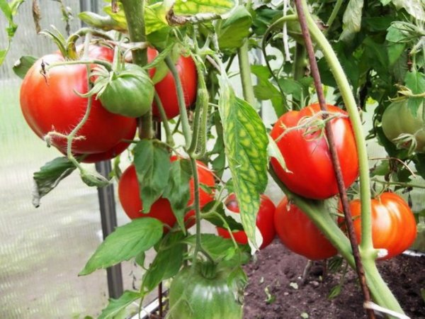 Что посадить после томатов на следующий год 