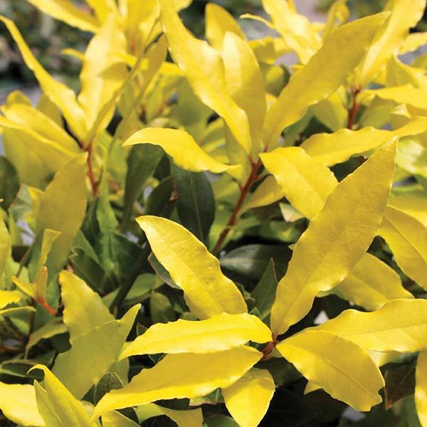 Декоративные кустарники и деревья с желтыми цветами и листьями: названия, описания и фото 