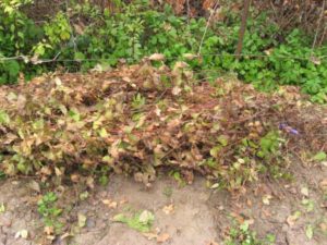 Укрытие клематисов на зиму когда и как правильно утеплять цветущие лианы 