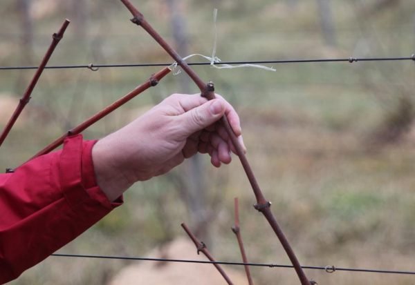 Размножение винограда черенками осенью как заготавливать чубуки и хранить их зимой 