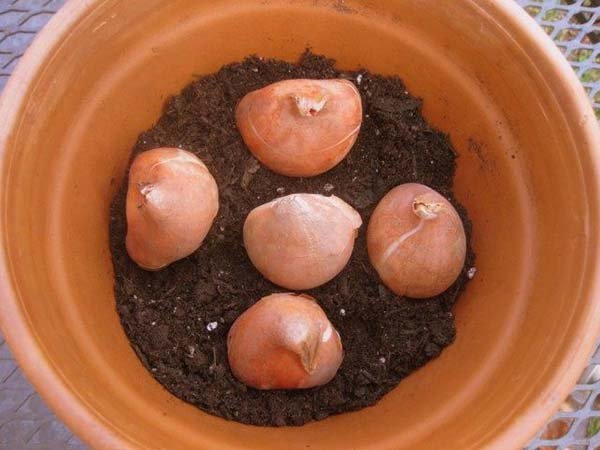 Технология выгонки тюльпанов к 8 марту в домашних условиях: сроки и правила посадки луковиц 