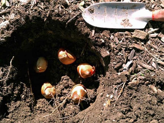 Как правильно посадить тюльпаны осенью в открытый грунт 