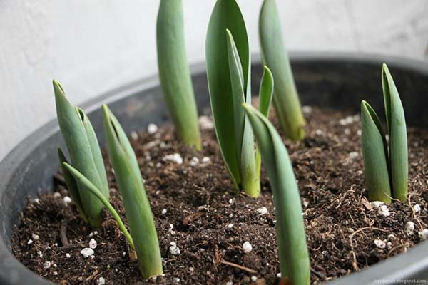 Технология выгонки тюльпанов к 8 марту в домашних условиях: сроки и правила посадки луковиц 