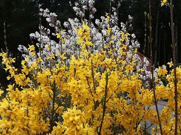Декоративные кустарники и деревья с желтыми цветами и листьями: названия, описания и фото 