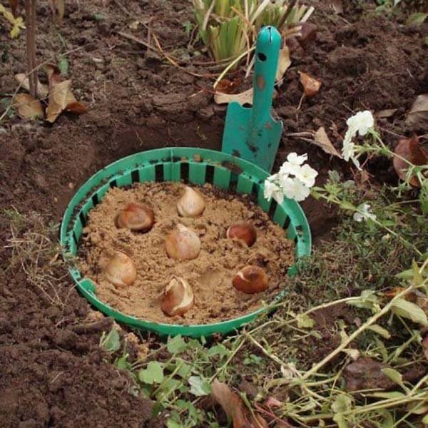 Как защитить от мышей тюльпаны и лилии - спасаем луковицы от грызунов зимой 